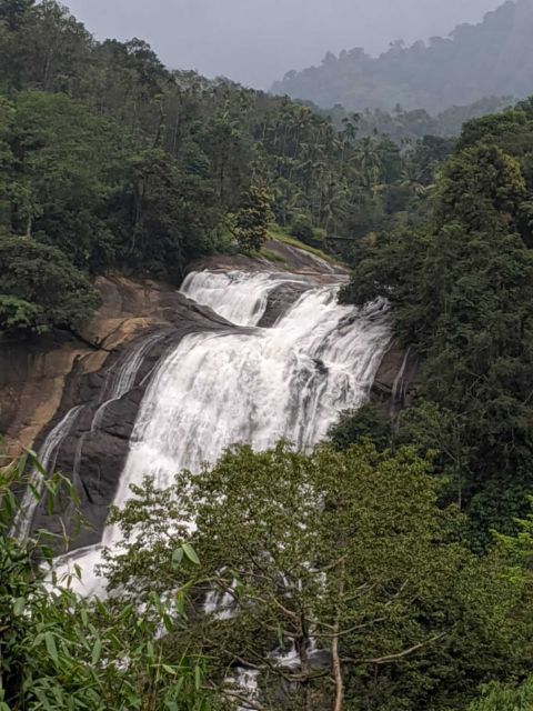 Munnar: Tea Garden and Elephant Safari Trip by 4x4 - What This Munnar Day Trip Really Offers