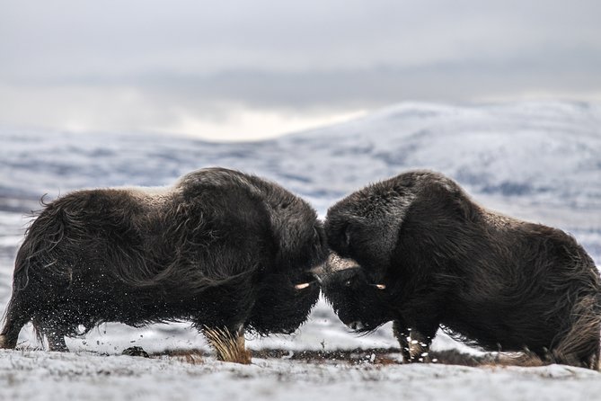Musk ox Safari in Dovrefjell National Park, Oppdal Safari - Key points to know before booking