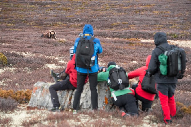 Musk ox Safari in Dovrefjell National Park, Oppdal Safari - What the seven-hour day feels like
