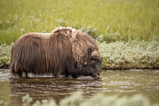 Musk ox Safari in Dovrefjell National Park, Oppdal Safari - The guides make the walk more than a search