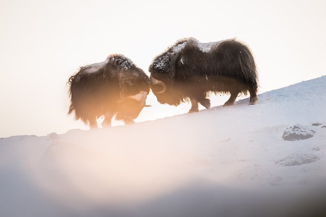Musk ox Safari in Dovrefjell National Park, Oppdal Safari - Weather, clothing, and trail conditions
