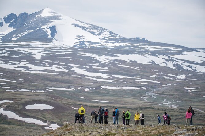 Musk ox Safari in Dovrefjell National Park, Oppdal Safari - Why the price can be good value