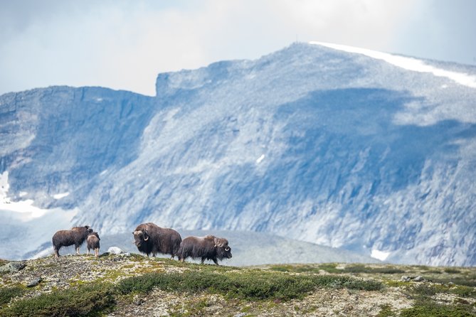 Musk ox Safari in Dovrefjell National Park, Oppdal Safari - Who will enjoy this outing most