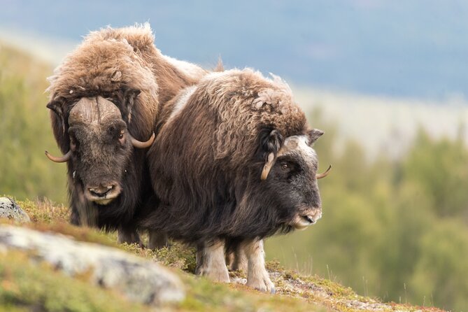 Musk ox Safari in Dovrefjell National Park, Oppdal Safari - Finding musk ox in the open country