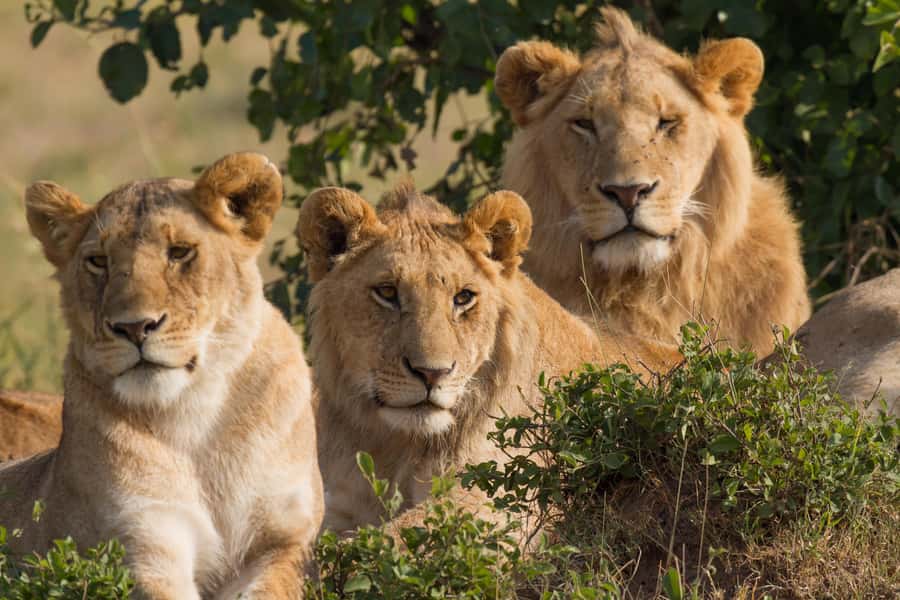 Nairobi: 3-Days 2-Nights Maasai Mara Group Safari in 4x4 - Simple accommodation with useful comforts