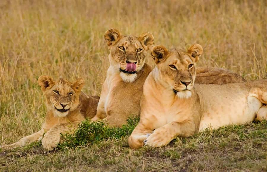 Nairobi: 3-Days 2-Nights Maasai Mara Group Safari in 4x4 - Should you book it?