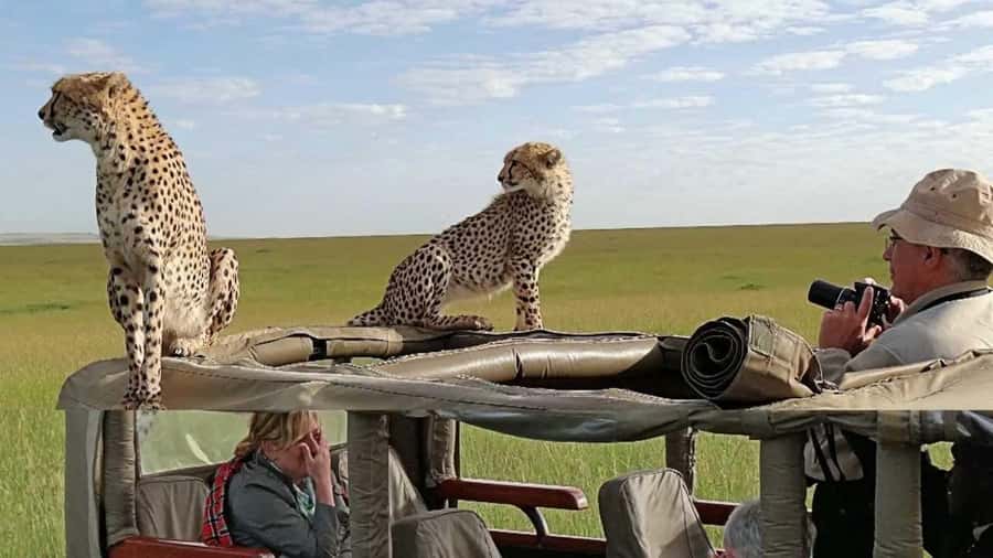 Nairobi: 4-Day Maasai Mara & Lake Nakuru Camping Safari - Comfort, pace, and who should book