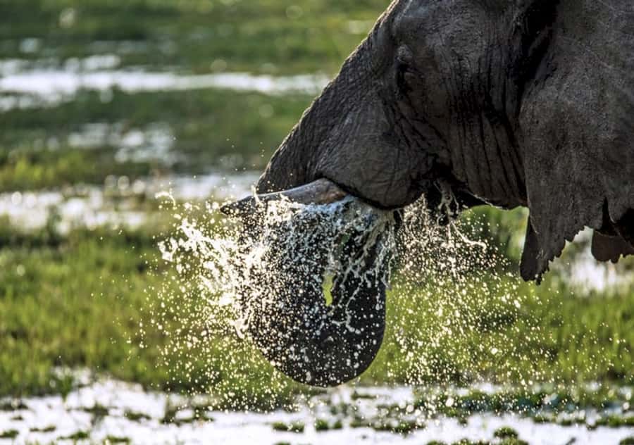 Nairobi: 4 Day Masai Mara and Lake Nakuru Camping Safari - Key points at a glance