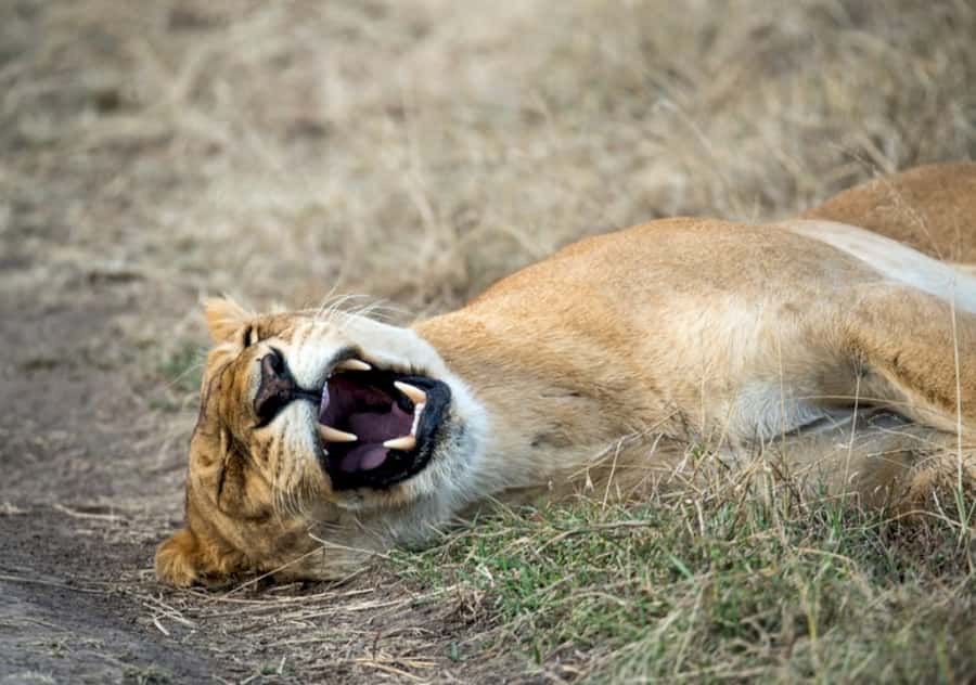 Nairobi: 4 Day Masai Mara and Lake Nakuru Camping Safari - Full-day game viewing in the Maasai Mara