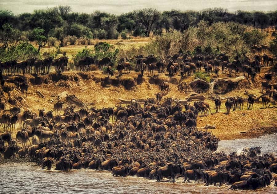 Nairobi: 4 Day Masai Mara and Lake Nakuru Camping Safari - Who will enjoy this safari most