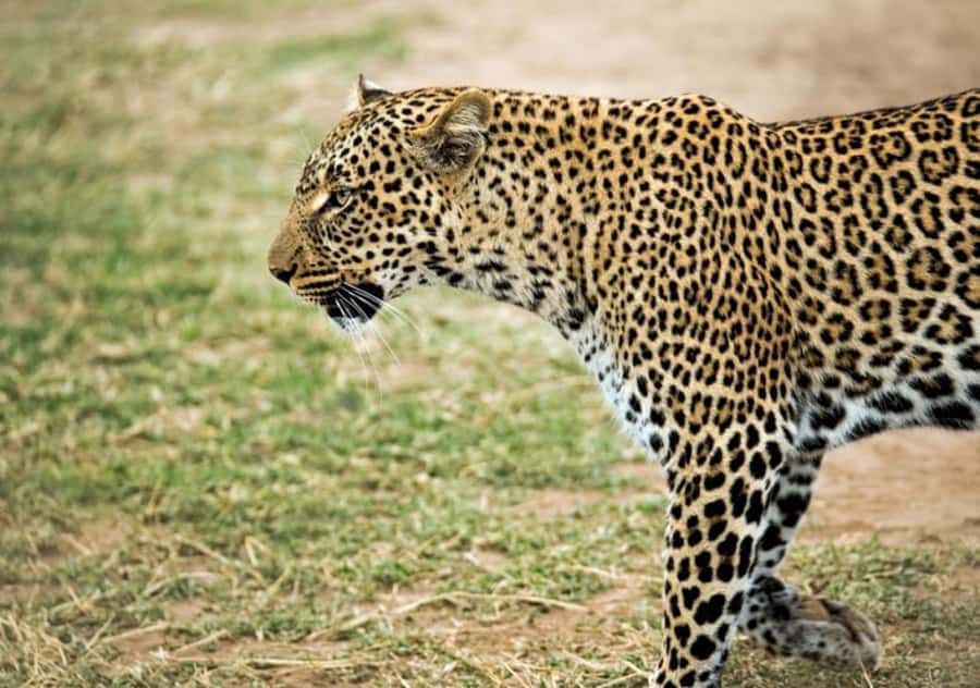 Nairobi: 4 Day Masai Mara and Lake Nakuru Camping Safari - A practical night beside the Maasai Mara