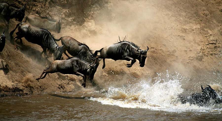 Nairobi: 4 Days Masai Mara & Lake Nakuru 4WD Camping Safari - Key points before you book