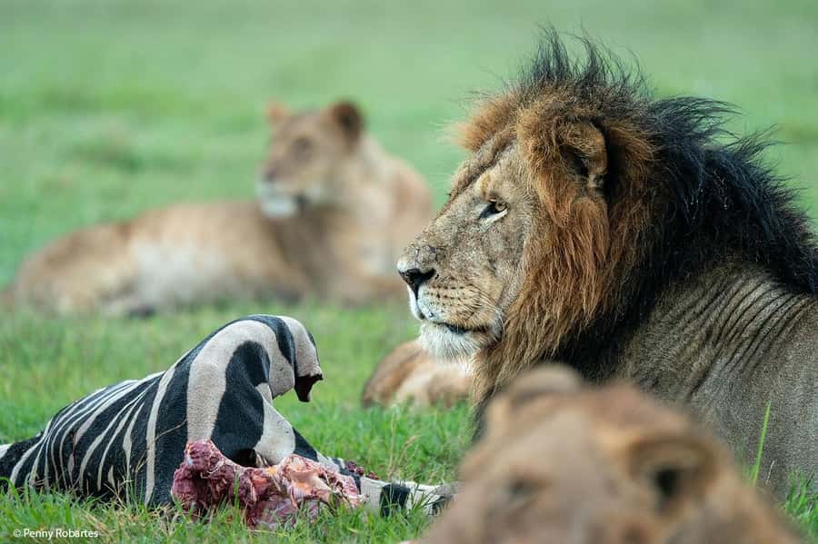Nairobi: 4 Days Masai Mara & Lake Nakuru 4WD Camping Safari - Why this four-day route works