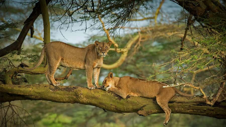 Nairobi: 4 Days Masai Mara & Lake Nakuru 4WD Camping Safari - Day 2: A full day among the Mara animals