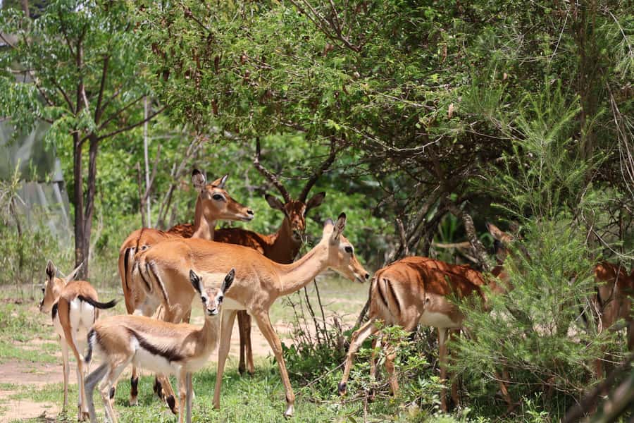 Nairobi: ATV/Quad Bike Wildlife Safari with Transfers & meal - Two hours on dusty trails and open savannah