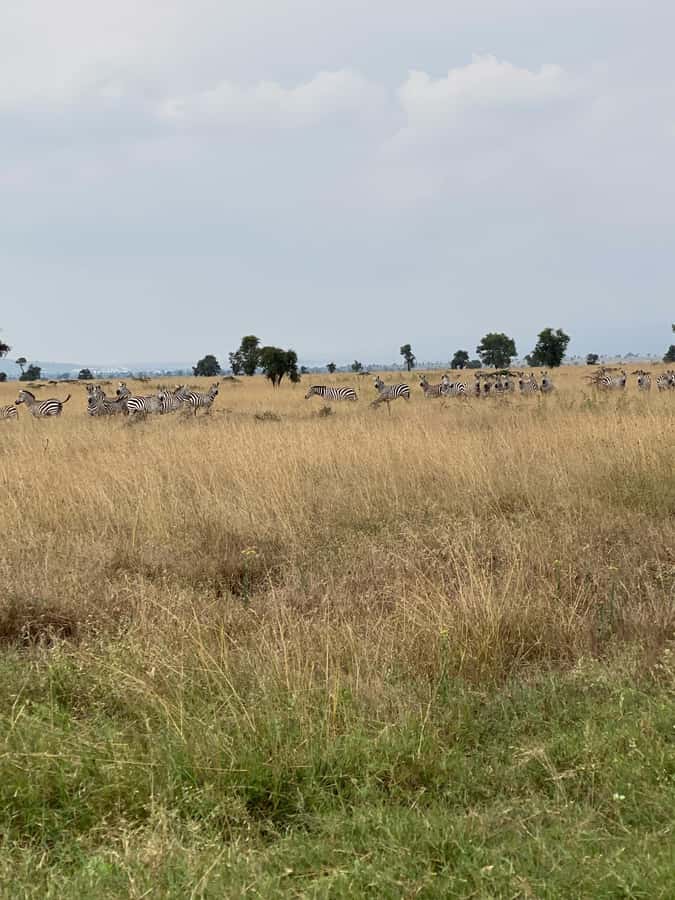 Nairobi: ATV/Quad Bike Wildlife Safari with Transfers & meal - Watching giraffes, zebras, antelopes, and birds from the trail