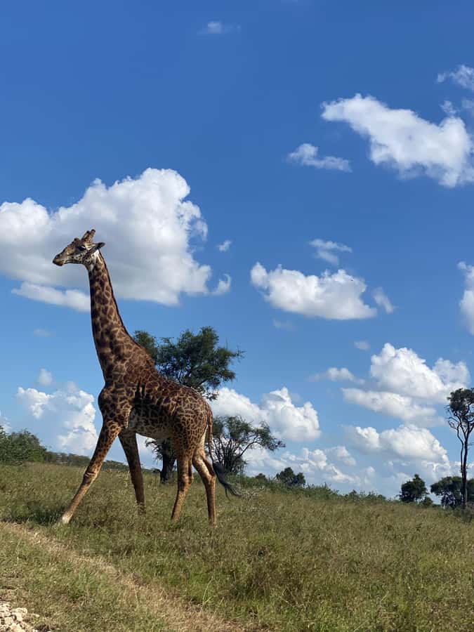 Nairobi: ATV/Quad Bike Wildlife Safari with Transfers & meal - The photo stop and the value of a slower pace