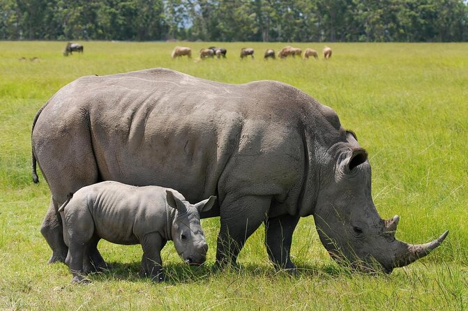 Nairobi National Park Safari With a Visit to Giraffe Center. - Key points to know before booking