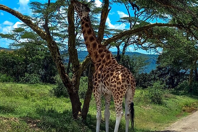 Nairobi National Park Safari With a Visit to Giraffe Center. - Why this Nairobi safari works so well