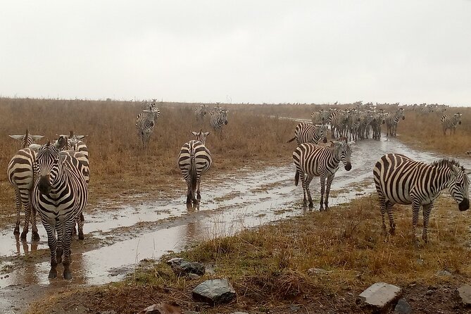 Nairobi National Park Safari With a Visit to Giraffe Center. - Meeting the giraffes at the Giraffe Centre