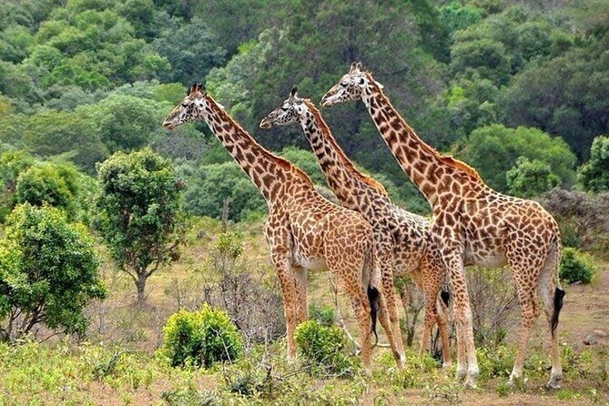 Nairobi National Park Safari With a Visit to Giraffe Center. - Who should book this morning tour?