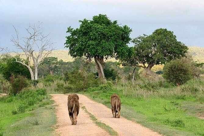 Nairobi National Park Safari With a Visit to Giraffe Center. - Searching for animals inside Nairobi National Park