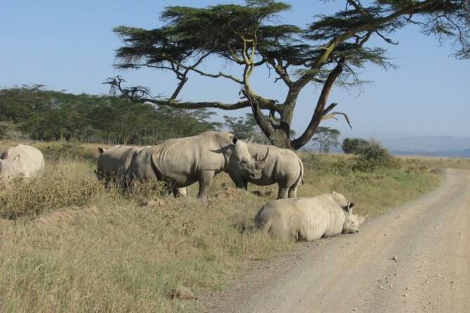 Nairobi Park Wildlife Safari - Nairobi Safari Walk and the black rhinoceros
