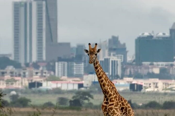 Nairobi Park Wildlife Safari - Game drive: lions, rhinos, and the luck of the morning
