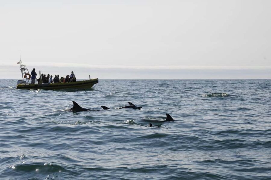 Nazaré: Dolphin Safari - The safety briefing tells you what the ocean can do