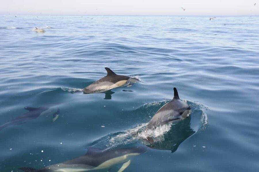 Nazaré: Dolphin Safari - Searching the Nazaré waters for marine life