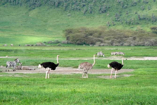Ngorongoro Crater Day Trip – Shared Group Safari - Why Ngorongoro Works So Well in One Day