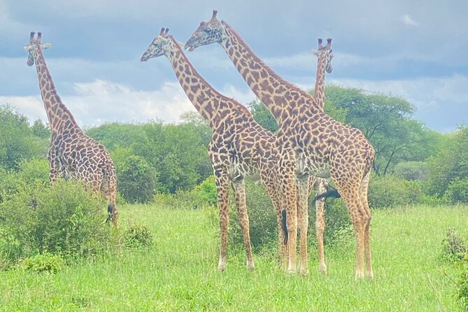 Ngorongoro Crater Day Trip – Shared Group Safari - Hippo Pools, Open Grassland, and Acacia Trees