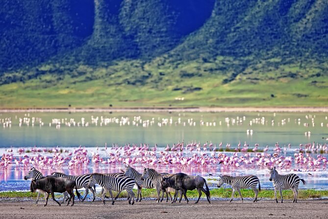 Ngorongoro Crater Day Trip – Shared Group Safari - Lunch, Comfort, and Guide Service