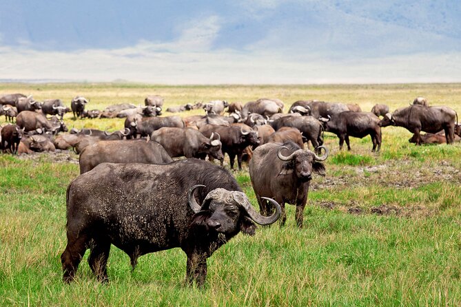 Ngorongoro Crater Day Trip – Shared Group Safari - The 190-Kilometer Road to the Conservation Area