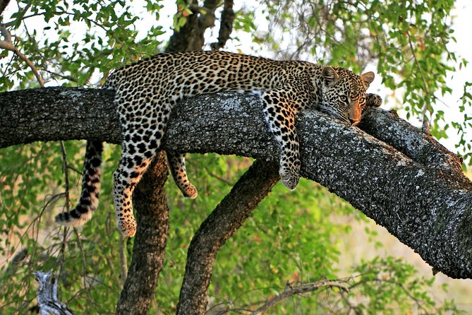 Night Safari Tour with Transfer - Key points to know before booking