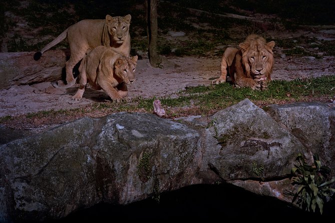 Night Safari Tour with Transfer - Walking trails bring you closer to the animals
