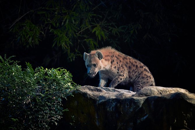 Night Safari Tour with Transfer - Is $101.40 good value?