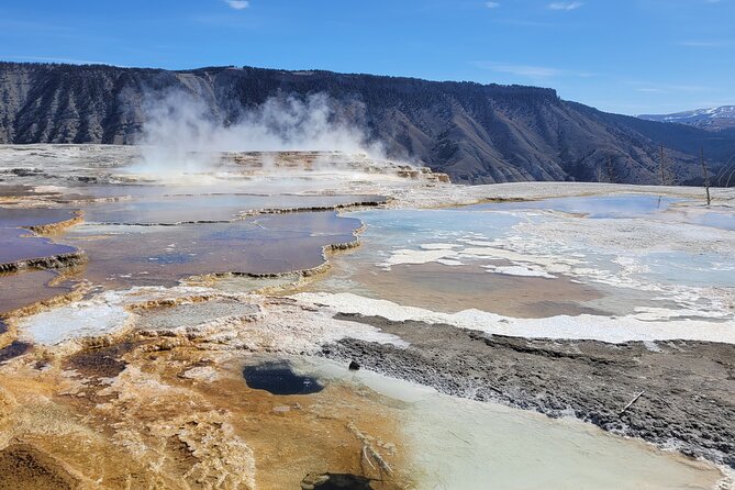 Northern Yellowstone Safari from Cody, WY - Why this Cody day trip works