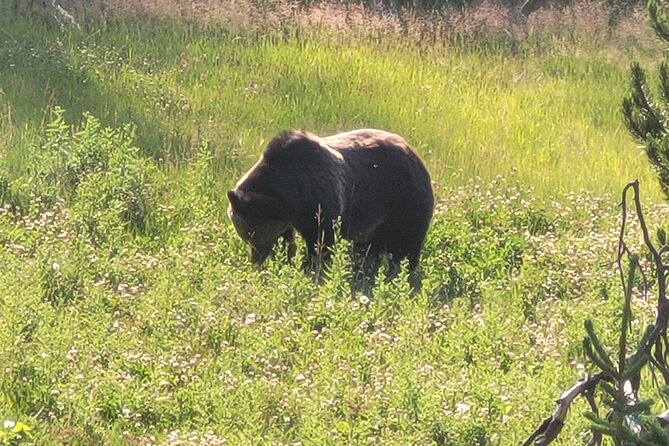 Northern Yellowstone Safari from Cody, WY - Entering Yellowstone through the Northeast Entrance
