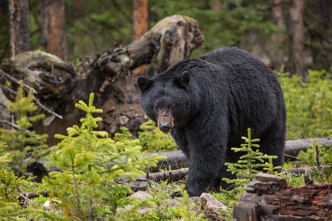 Northern Yellowstone Safari from Cody, WY - Tower Fall and the practical mid-day pause