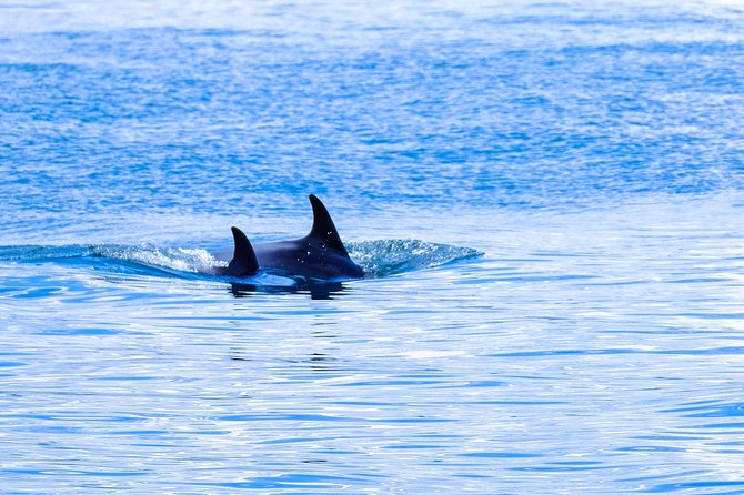 Ocean Safari - How it compares with a traditional sightseeing cruise