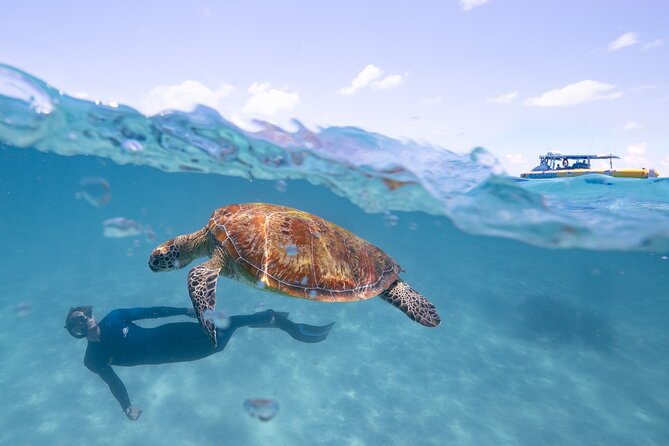 Ocean Safari Great Barrier Reef Experience in Cape Tribulation - Booking, weather, and cancellation details