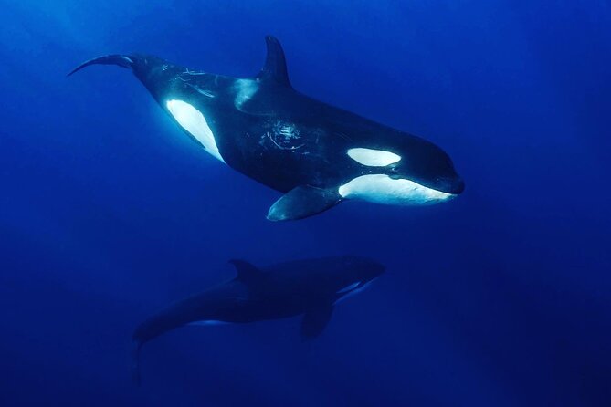 Ocean Safari: Sea Lions, Mobula Rays, Dolphins, Orcas & Whales - Searching the open water for marine life