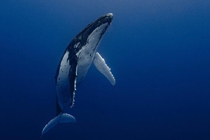 Ocean Safari Tour in Cabo San Lucas - Key points to know before booking