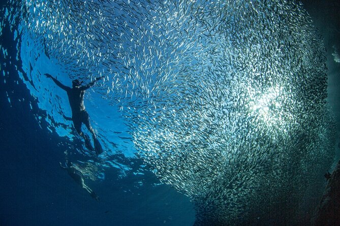 Ocean Safari Tour in Cabo San Lucas - Snorkeling and swimming with wildlife