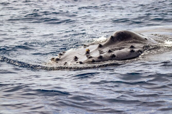 Ocean Safari Tour in Cabo San Lucas - Guides who add real value