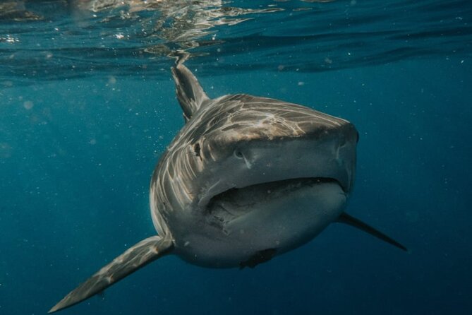 Ocean Safari Tour in Cabo San Lucas - Is $208.97 a fair price?
