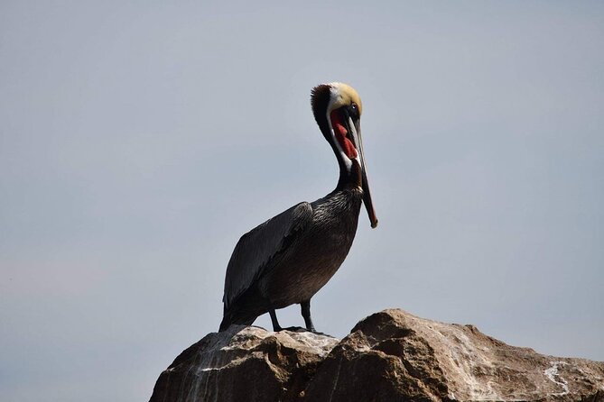 Ocean Safari Tour in Cabo San Lucas - Who should book this ocean safari?