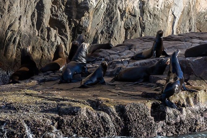 Ocean Safari Tour in Cabo San Lucas - Timing, weather, and cancellation details