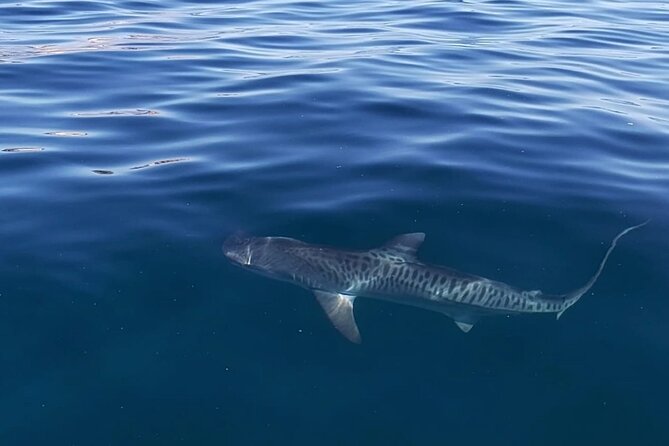 Ocean Safari Tour in Cabo San Lucas - What four and a half hours on the water feels like